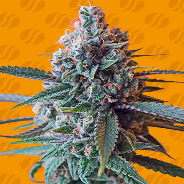 Slapz Original Sensible Seeds