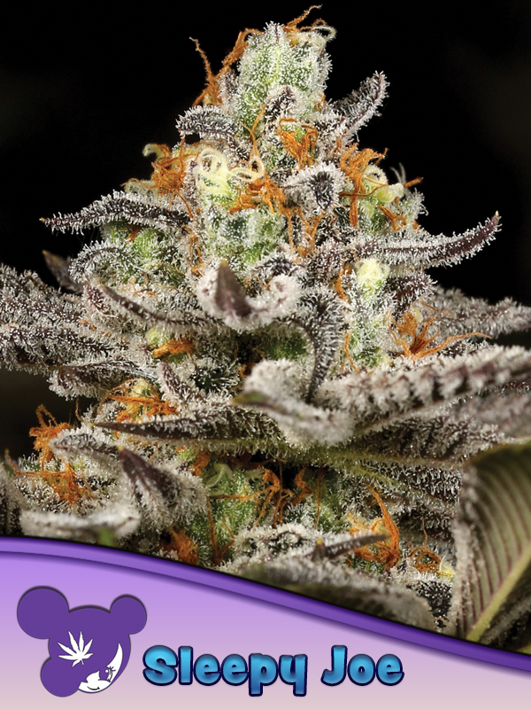Sleepy Joe von Anesia Seeds