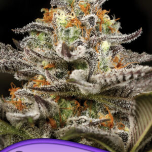 Sleepy Joe von Anesia Seeds