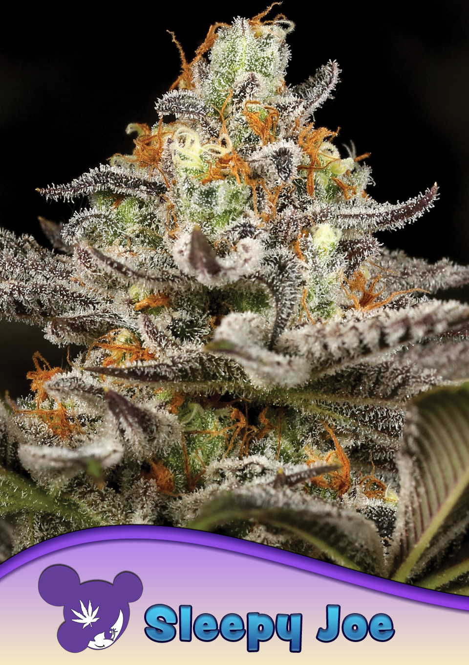 Sleepy Joe von Anesia Seeds