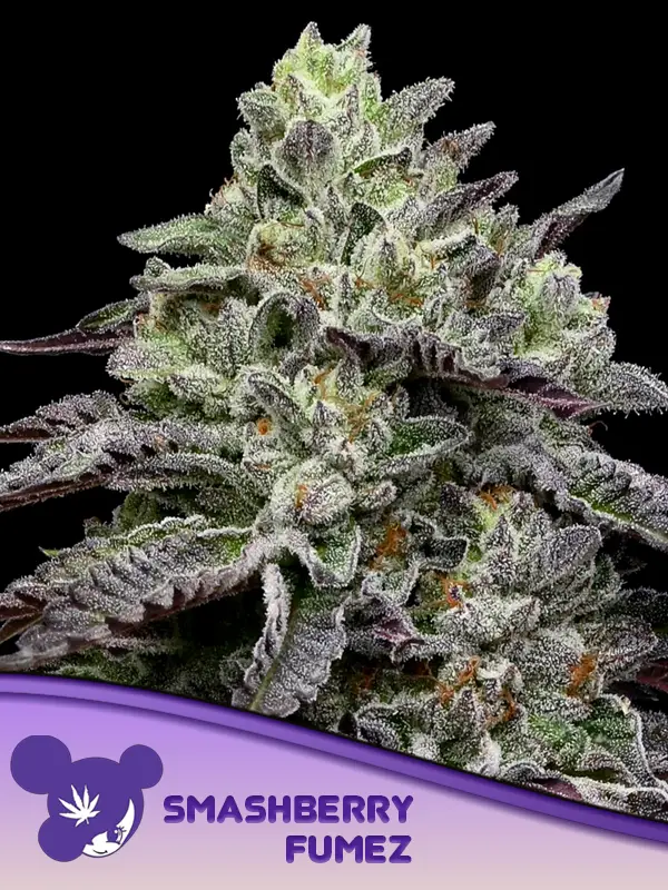 Smashberry Fumez von Anesia Seeds