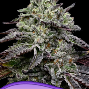 Smashberry Fumez von Anesia Seeds