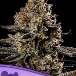 Smashberry Fumez Auto von Anesia Seeds