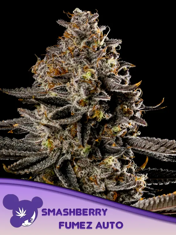 Smashberry Fumez Auto von Anesia Seeds