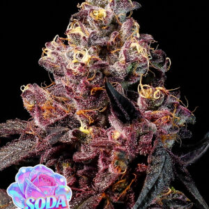 Soda Rose Auto von Anesia Seeds