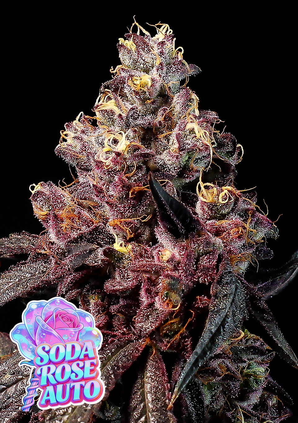 Soda Rose Auto von Anesia Seeds