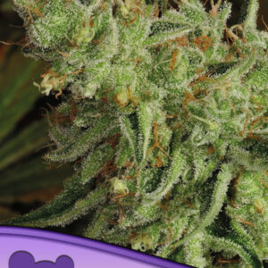 Sour Apple von Anesia Seeds