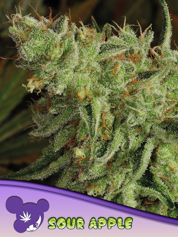Sour Apple von Anesia Seeds