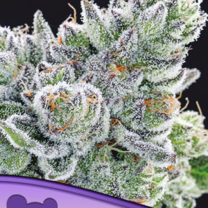 Sour Betty von Anesia Seeds