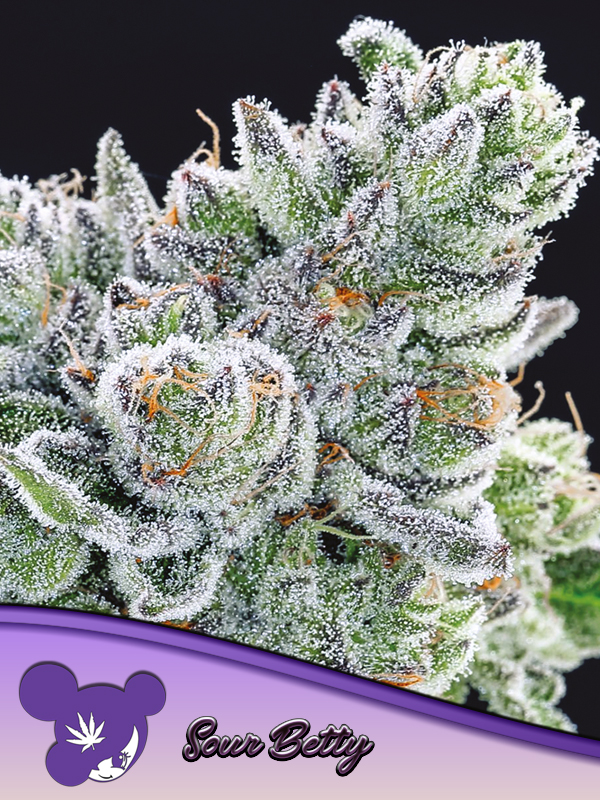 Sour Betty von Anesia Seeds