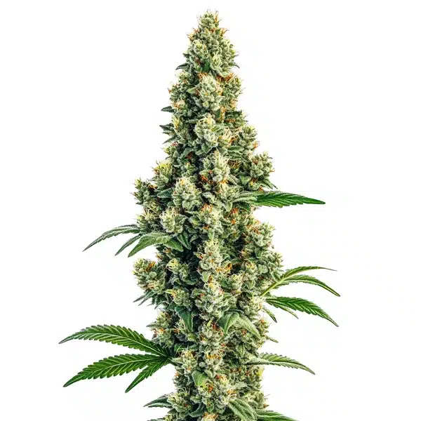 Sour Diesel Regular Blimburn Seeds