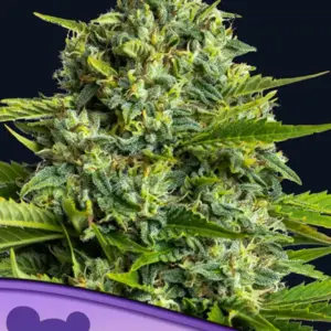 Sticky Boof von Anesia Seeds