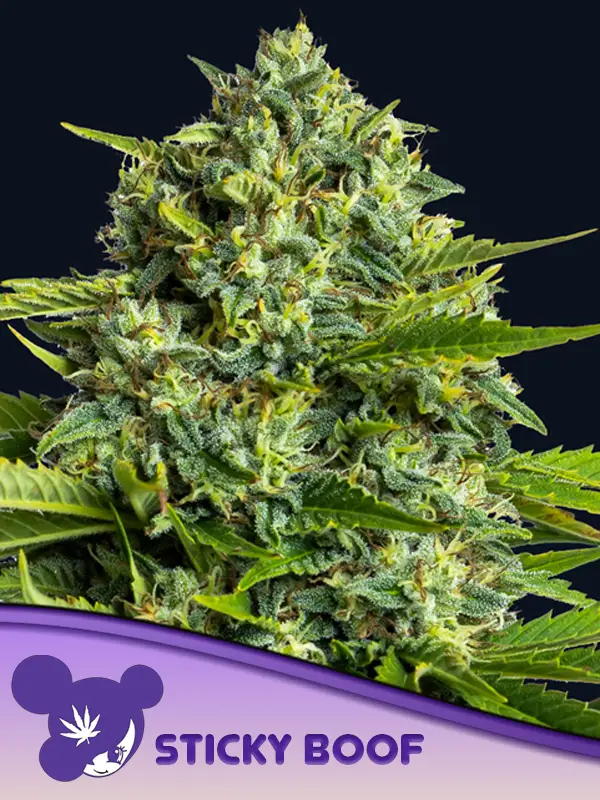 Sticky Boof von Anesia Seeds