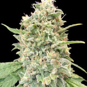 Strawberry Banana von Advanced Seeds