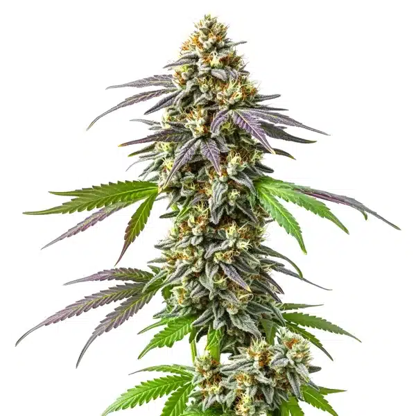 Gelato Blimburn Seeds