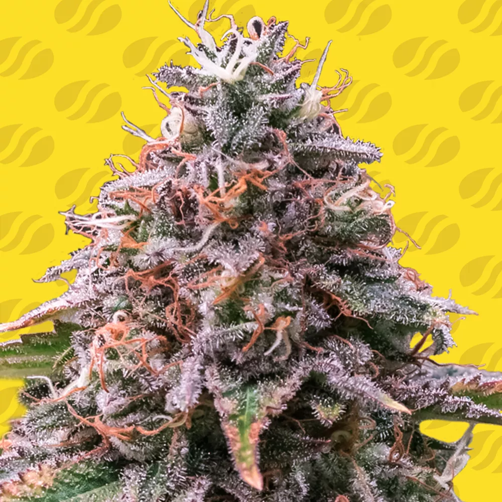 Strawberry Pie Auto Original Sensible Seeds