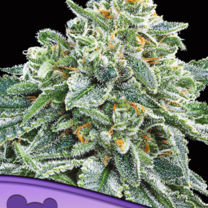 Strawberry Tree von Anesia Seeds