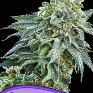 Strawberry Tree von Anesia Seeds
