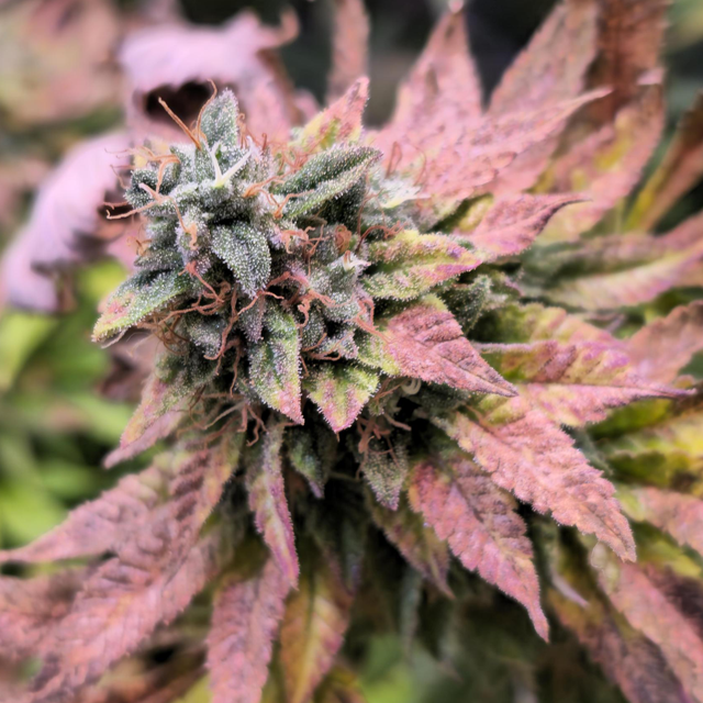 Strawberry Banana Fast Original Sensible Seeds