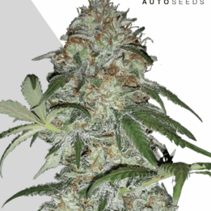 Sucker Punch Auto von Auto Seeds