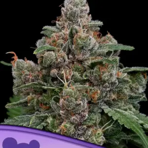 Sun of a Peach von Anesia Seeds