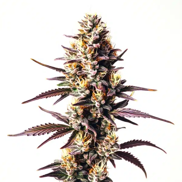Original Clon Blimburn Seeds