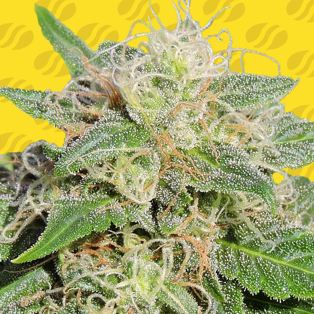Super Auto Lemon Haze Original Sensible Seeds