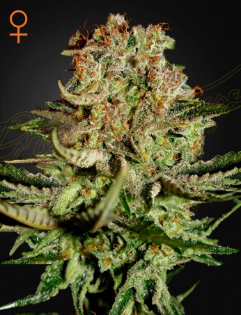 Super Bud von Green House Seed Co.