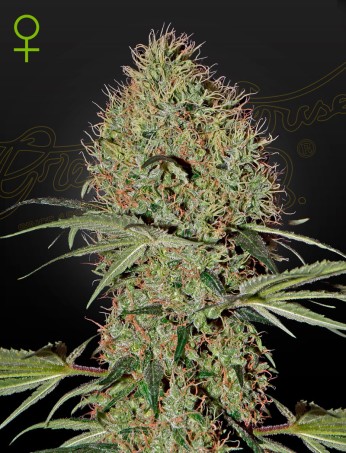 Super Bud Auto von Green House Seed Co.