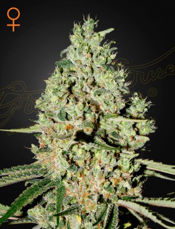 Super Critical von Green House Seed Co.