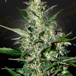 Super Critical Auto von Green House Seed Co.