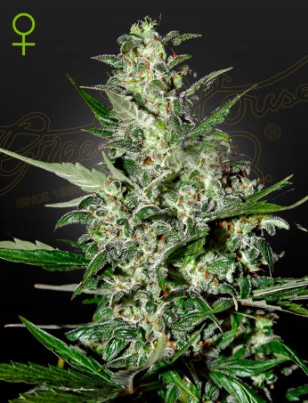 Super Critical Auto von Green House Seed Co.