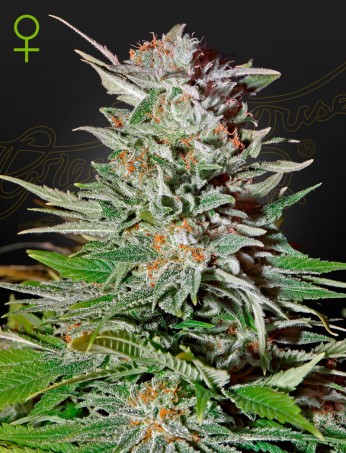 Super Lemon Haze Auto von Green House Seed Co.