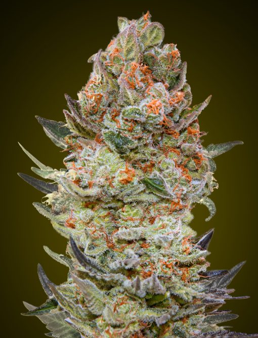 Sweet Critical CBD von 00 Seeds
