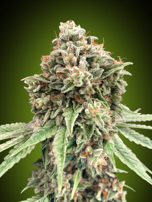 Sweet Critical Fast von 00 Seeds