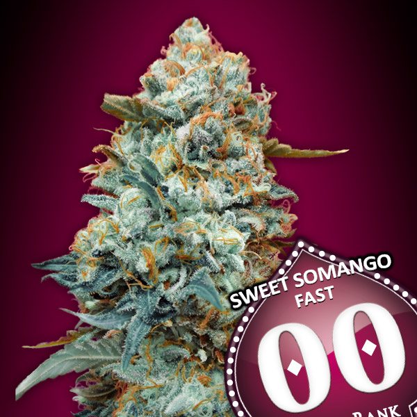 Sweet Somango Fast von 00 Seeds