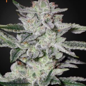 Sweet Valley Kush von Green House Seed Co.