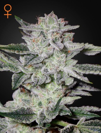 Sweet Valley Kush von Green House Seed Co.