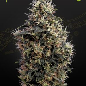 Sweet Mango Auto von Green House Seed Co.