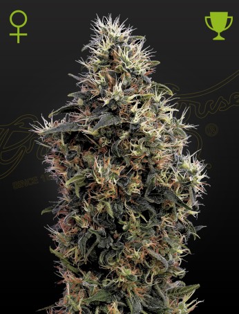 Sweet Mango Auto 1 St. Green House Seed Co.