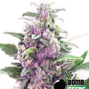 THC Bomb Auto von Bomb Seeds