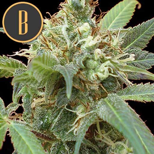 Tijuana Blimburn Seeds