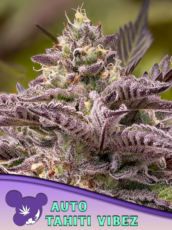 Tahiti Vibez Auto von Anesia Seeds