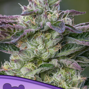 The Sin von Anesia Seeds