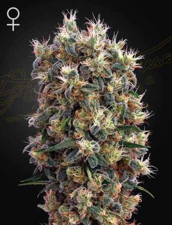 The Church von Green House Seed Co.