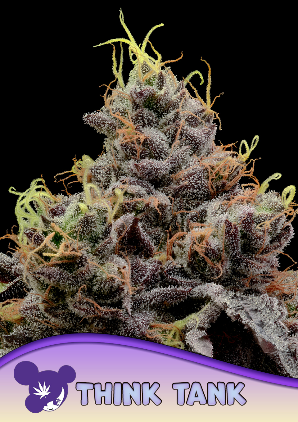 Think Tank von Anesia Seeds
