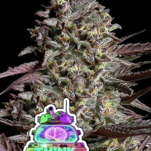 Think Tank Auto von Anesia Seeds