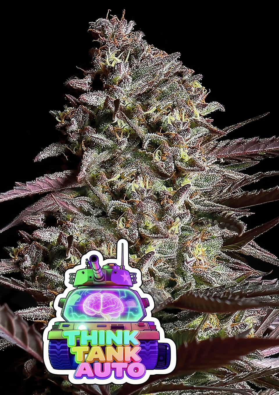 Think Tank Auto von Anesia Seeds