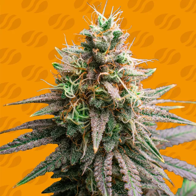 Tiramisu Original Sensible Seeds