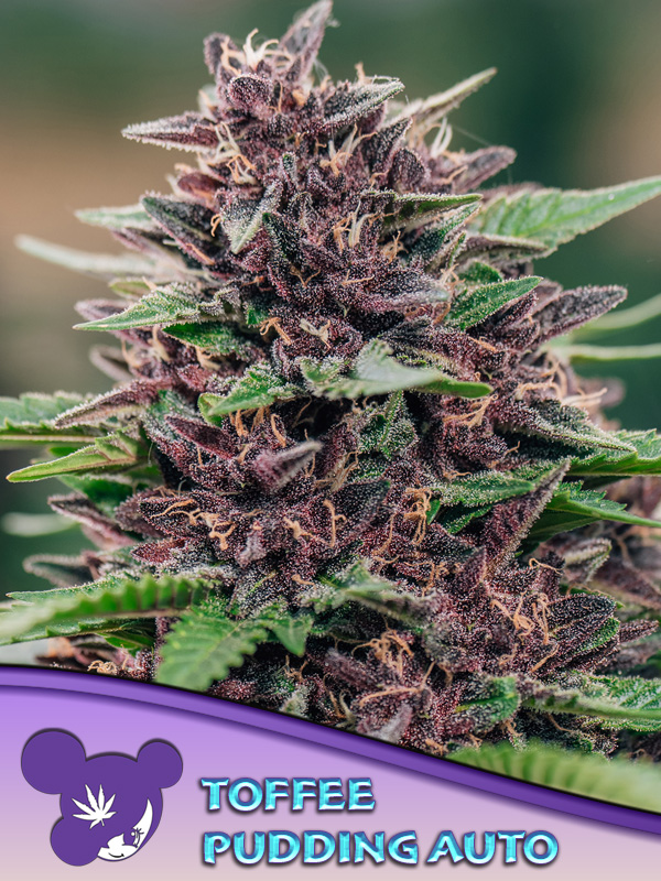Toffee Pudding Auto 3er Anesia Seeds